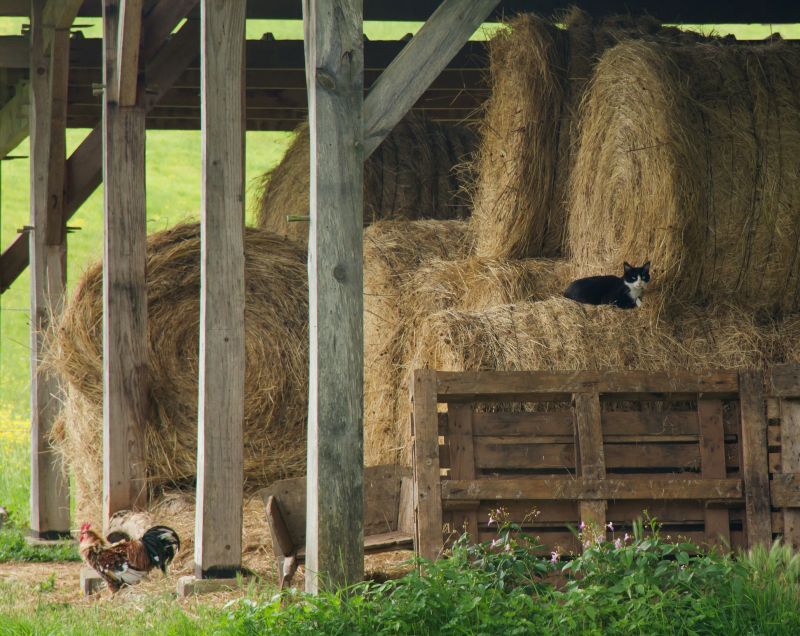 Barn Leveling